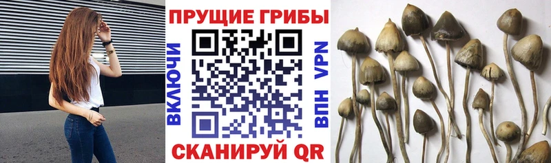 Галлюциногенные грибы прущие грибы  Городец 